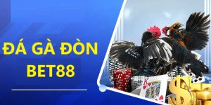 Đá gà đòn bet88 là hình thức chiến đấu rất được yêu thích tại nền tảng bởi sự độc lạ của nó. Bài viết khám phá loại hình chọi kê trực tuyến cực hot.