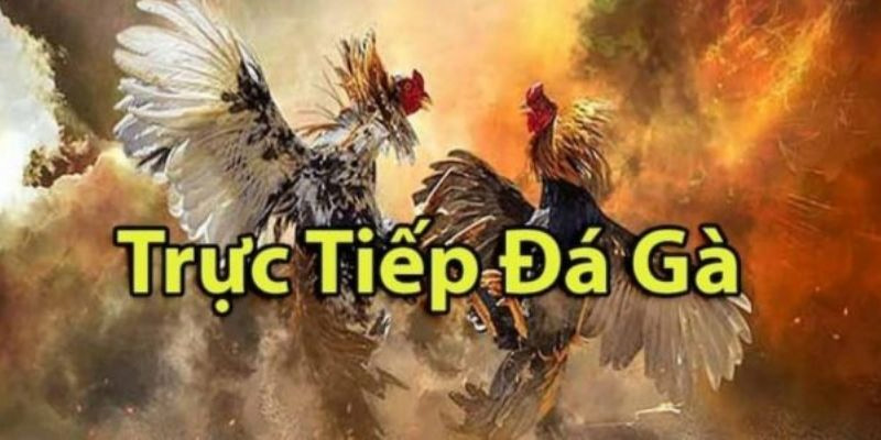 Sàn đấu online được phát trực tiếp tại Lào và Thái Lan